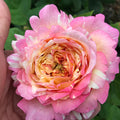 Marc Chagall® Rose (5 Gallon)