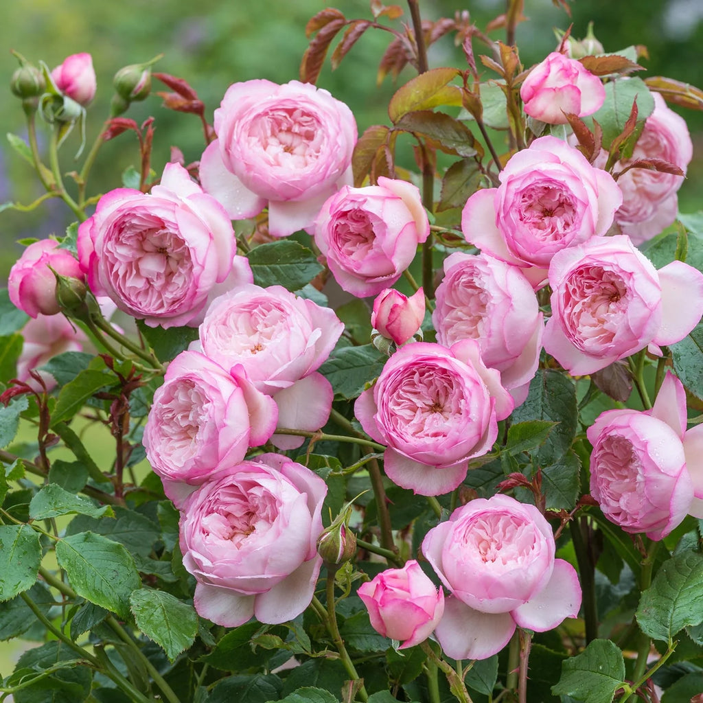 The Mill on the Floss English Rose (5 Gallon)