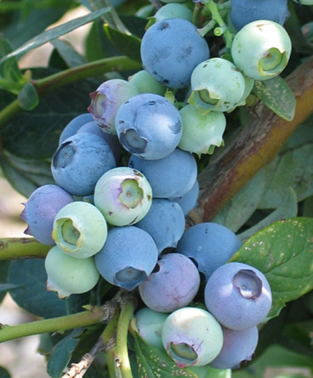 Misty Early Season Blueberry (5 Gallon)