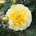 Molineux® English Rose (2 Gallon)