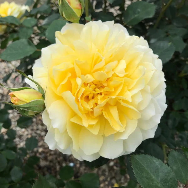 Molineux® English Rose (2 Gallon)