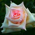 Moonstone™ Rose (5 Gallon)