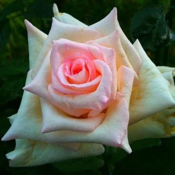 Moonstone™ Rose (5 Gallon)