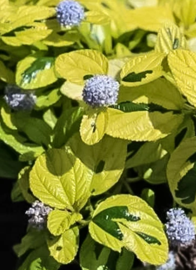 Ceanothus thyrsiflorus var. griseus 'Diamond Heights' (1 Gallon) Mountain Lilac