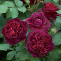 Munstead Wood® English Rose (2 Gallon)