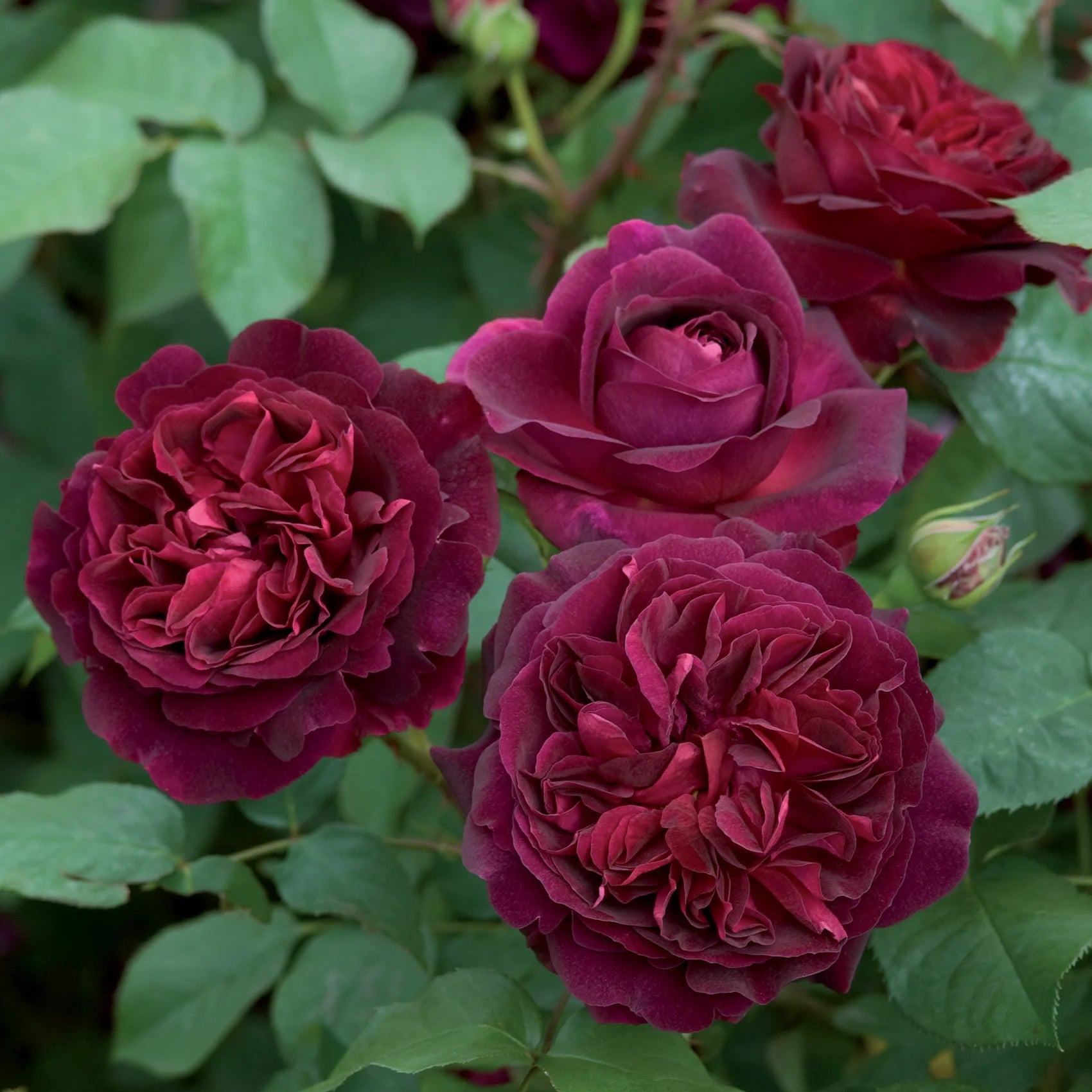 Munstead Wood® English Rose (2 Gallon)