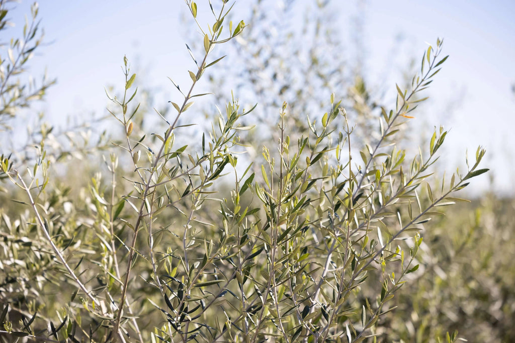 Olea Europaea Swan Hill Olives® Multi Trunk 48" Box