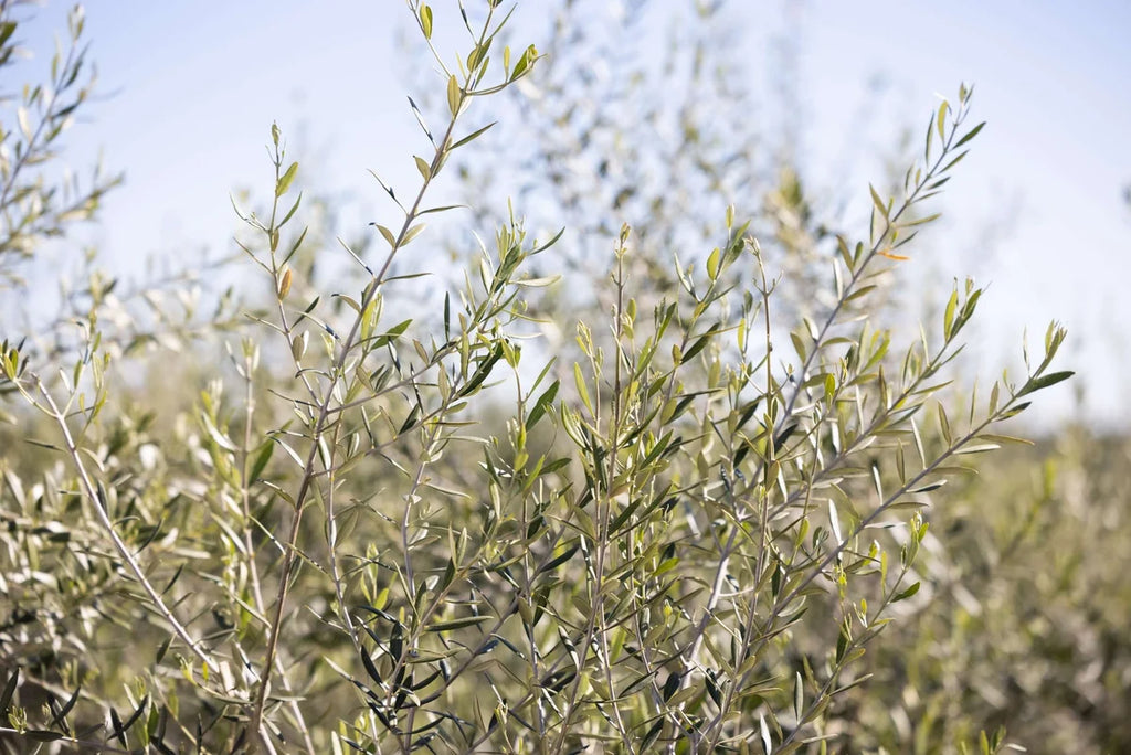 Olive 'Wilsonii' Olea europaea Fruitless (15 Gallon)