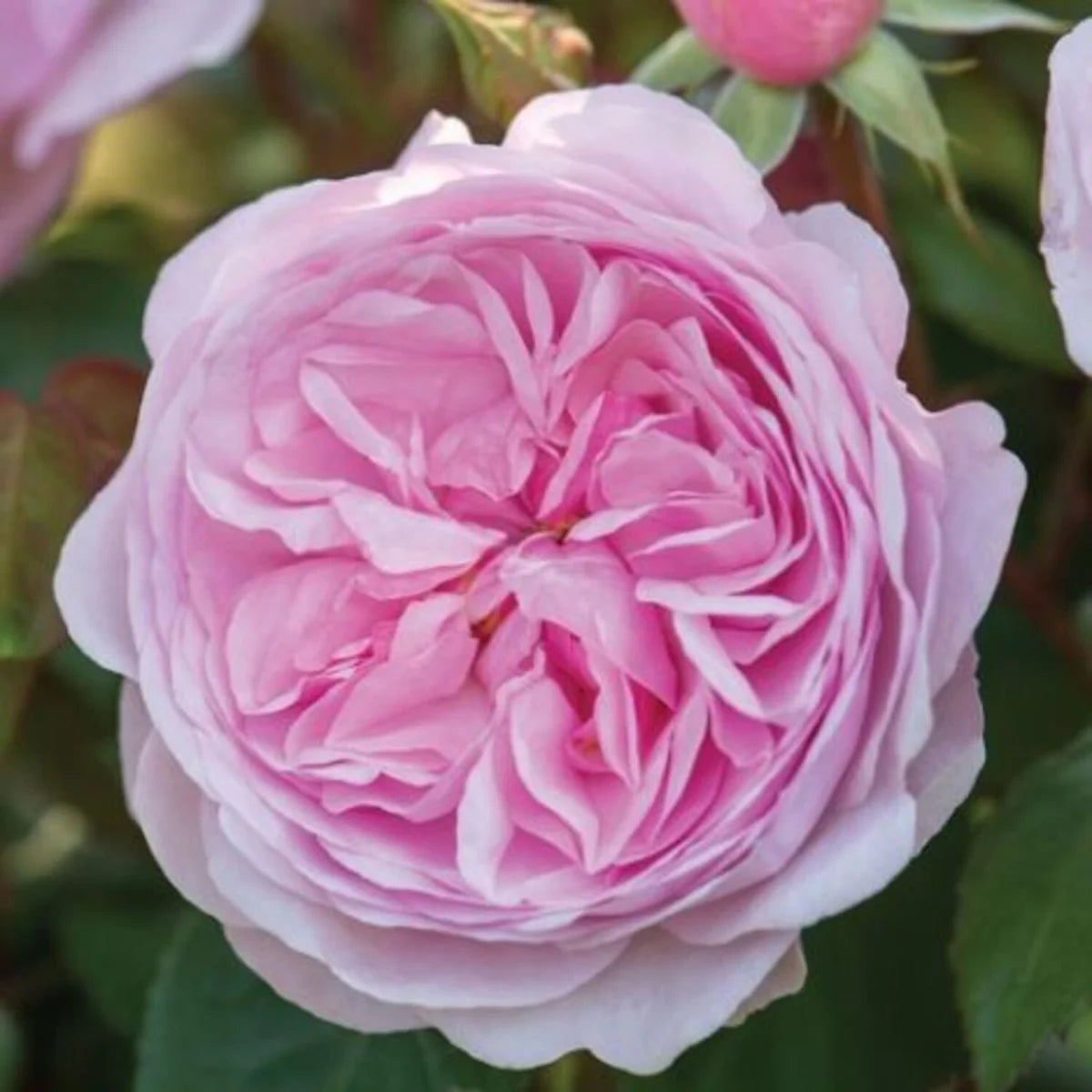 Olivia Rose Austin English Rose (2 Gallon)