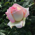 Peace Rose (5 Gallon)