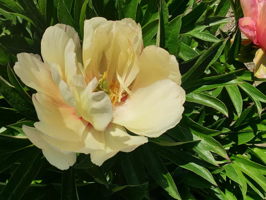 PEONY Itoh ‘Scrumdidlyumptious’ (2 gallon)