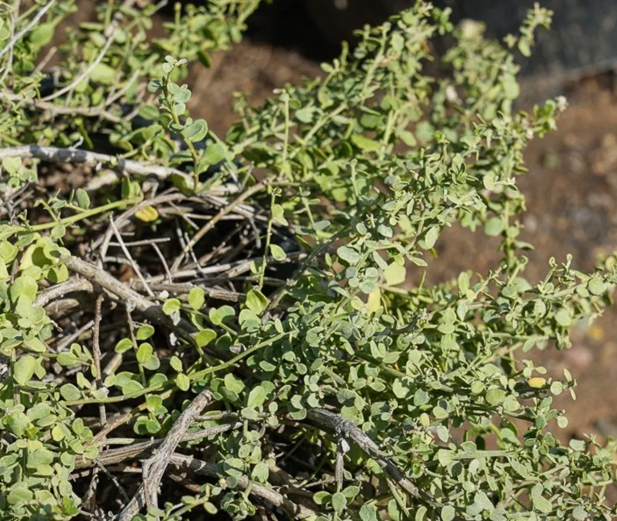Baccharis pilularis ssp. pilularis 'Pigeon Point' (1 Gallon) Dwarf Coyote Brush