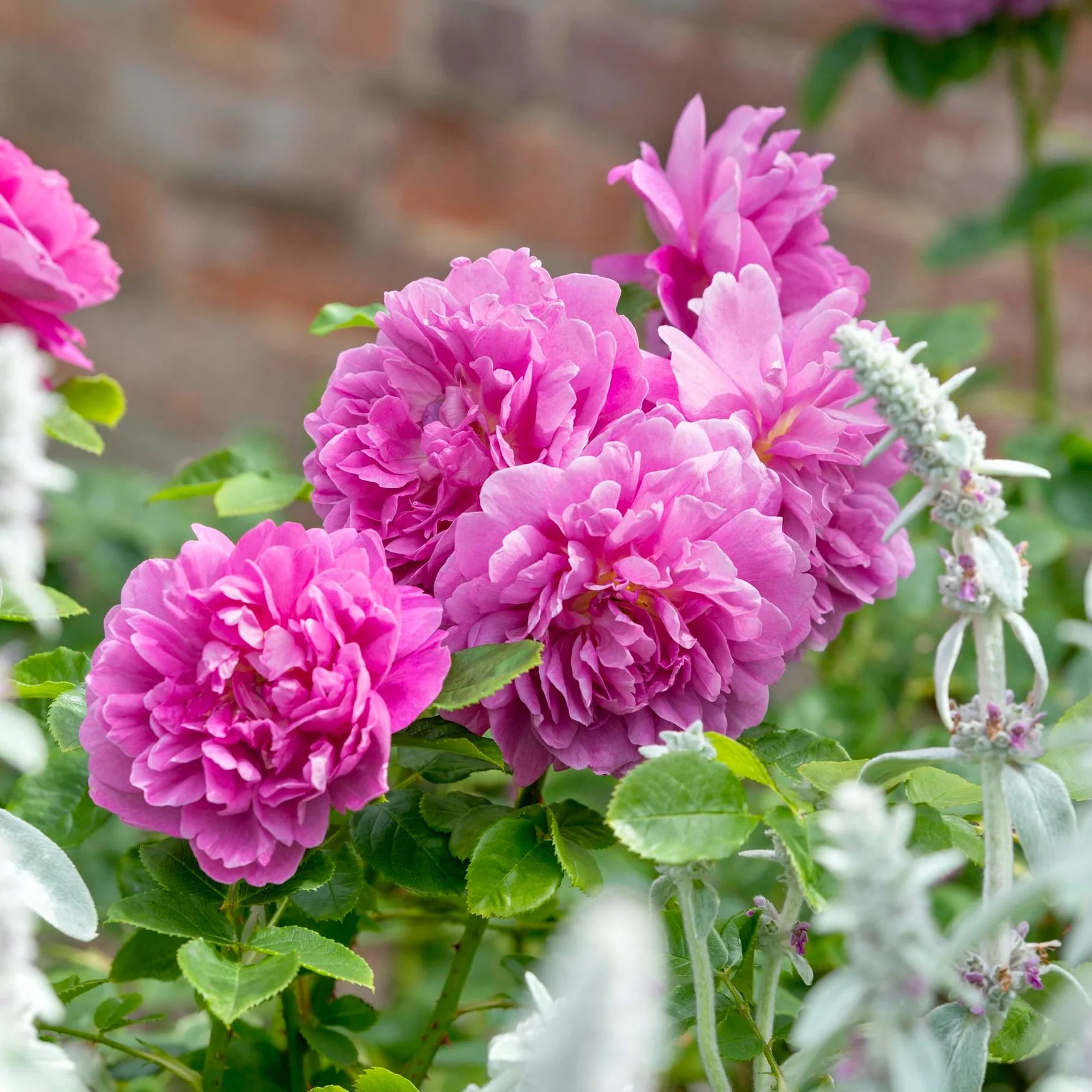 Princess Anne® English Rose (2 Gallon)
