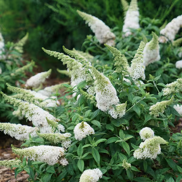 BUDDLEIA h. Chrysalis™ 'White' (1 Gallon)