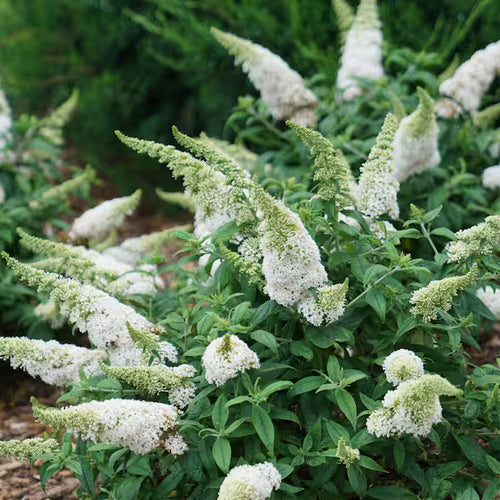 BUDDLEIA h. Chrysalis™ 'White' (1 Gallon)