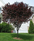 PRUNUS cerasifera 'Purple Pony' (5 Gallon)