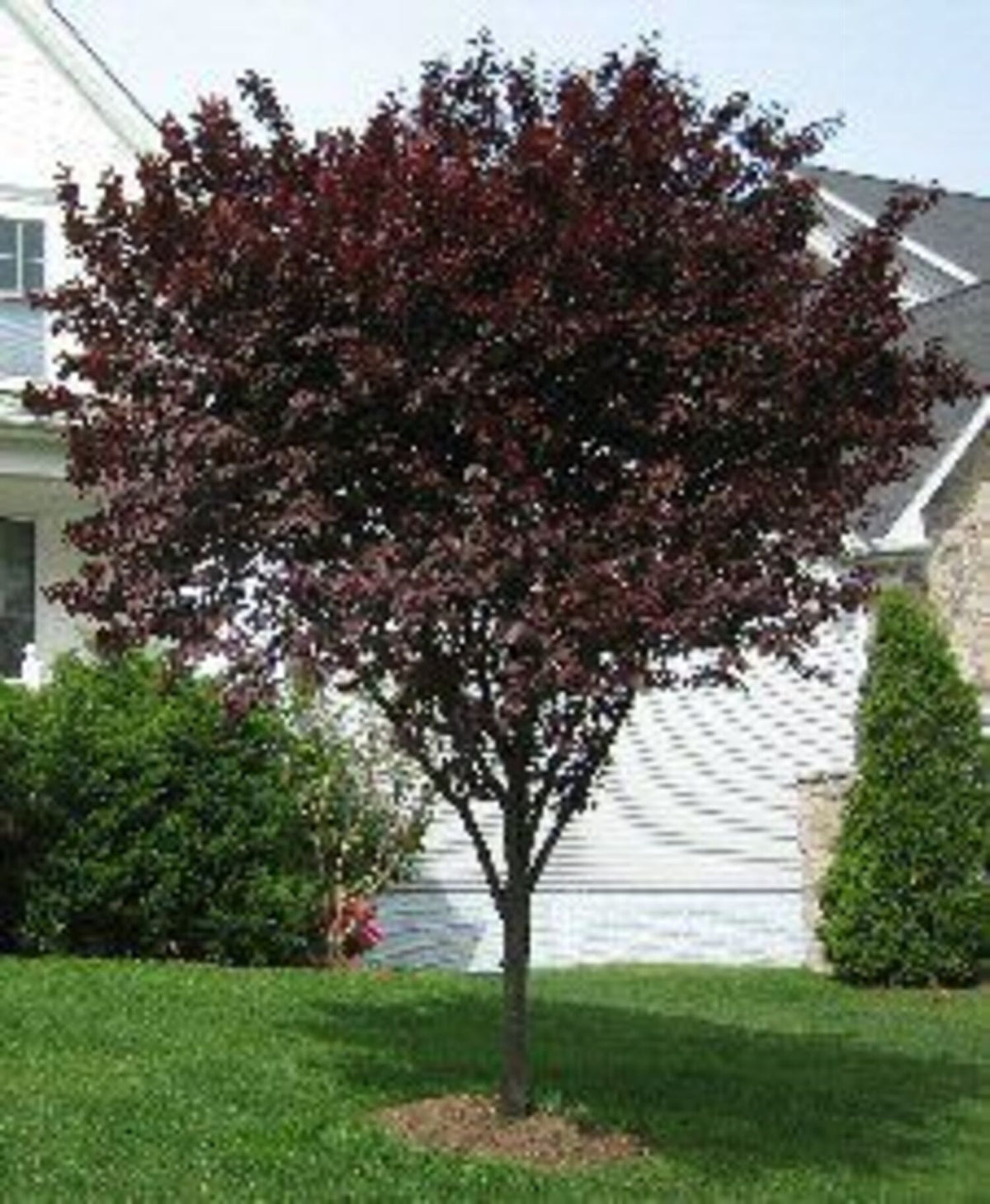 PRUNUS cerasifera 'Purple Pony' (5 Gallon)