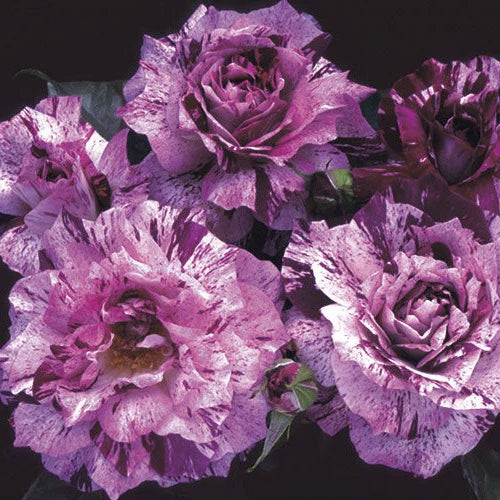 Purple Tiger Rose (5 Gallon)