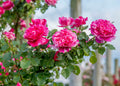 Raspberry Cream Twirl Climbing Rose Staked (5 Gallon)