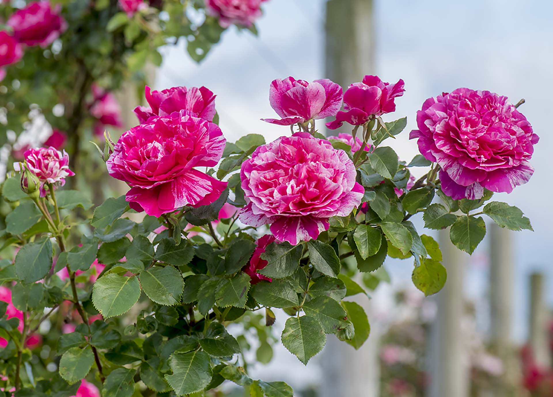 Raspberry Cream Twirl Climbing Rose Staked (5 Gallon)