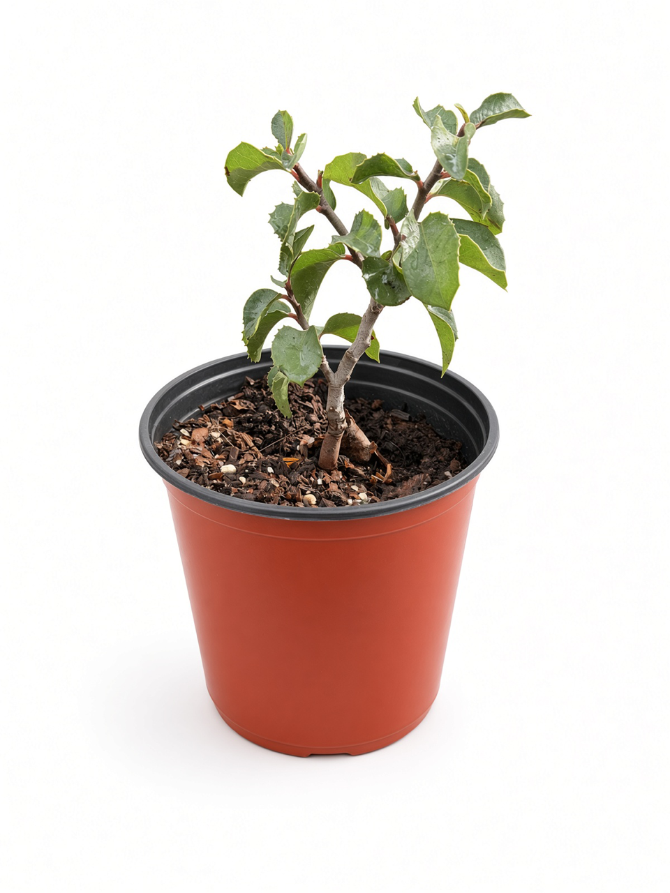 Rhus Ovata - Sugar Bush (1 Gallon)