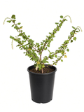 Ribes Malvaceum - Chaparral Currant (5 Gallon)