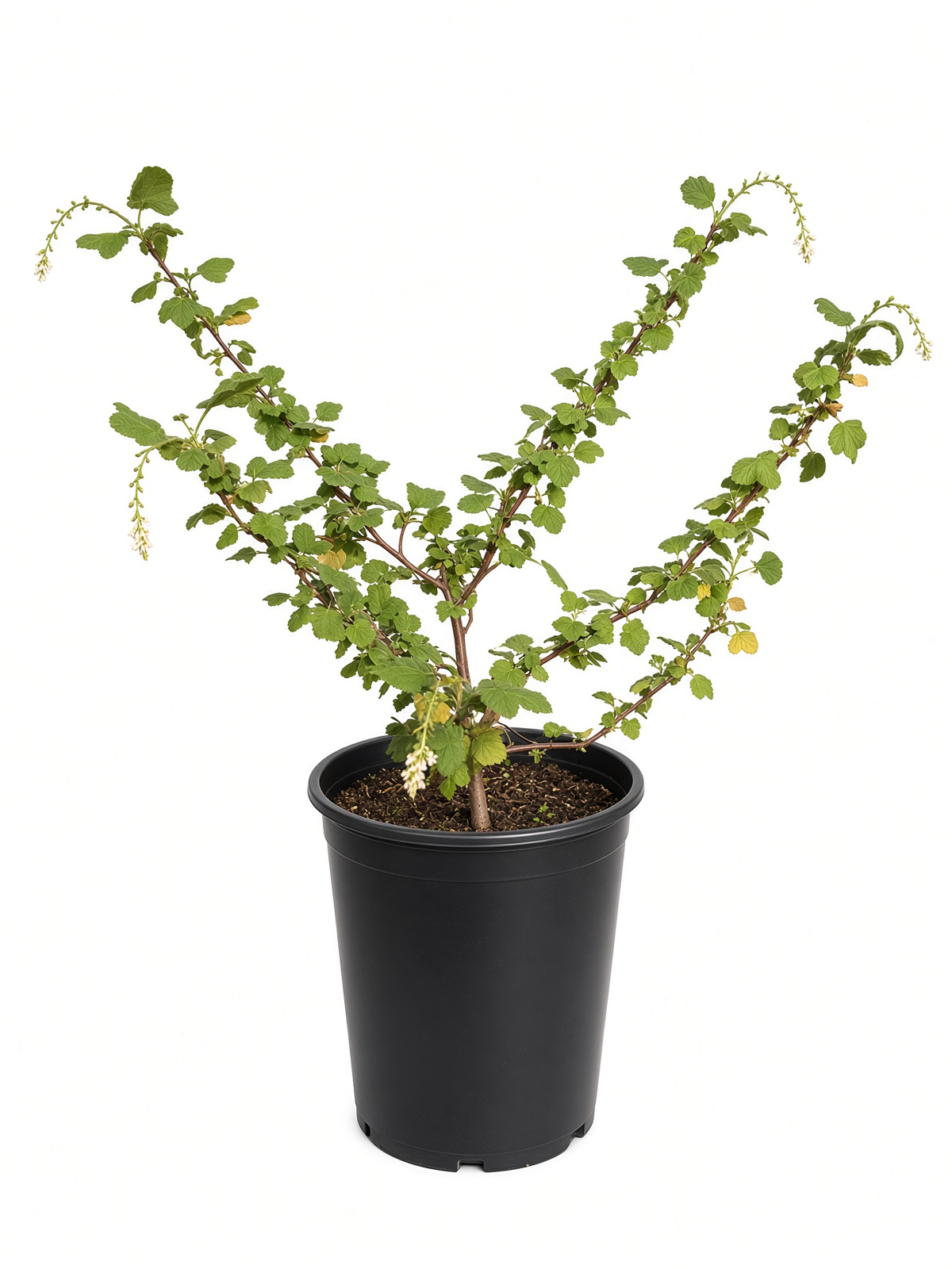 Ribes Malvaceum - Chaparral Currant (5 Gallon)