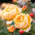 Roald Dahl English Rose (5 Gallon)