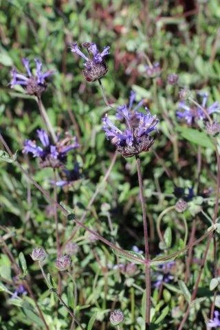 Salvia Clevelandii 'Winnifred Gilman' (5 Gallon) Sage