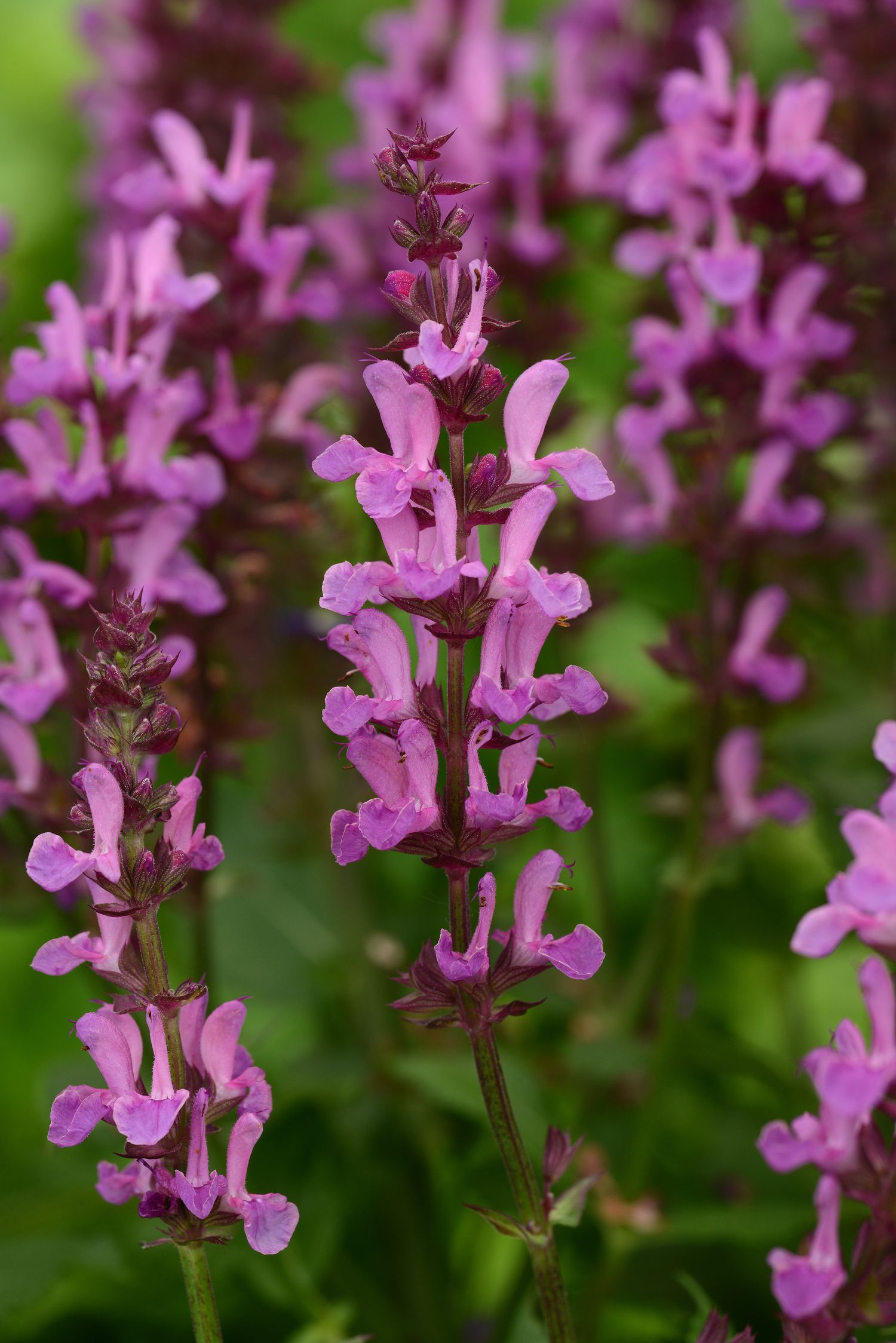 SALVIA nemorosa 'Rose Marvel' (1 Gallon)