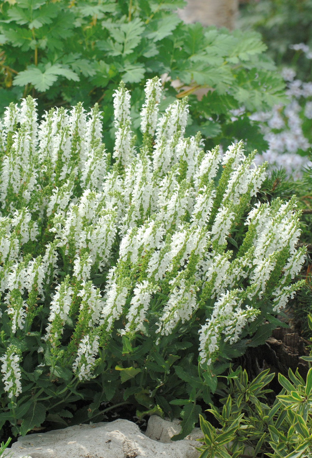 SALVIA nemorosa Lyrical™ 'White' (1 Gallon)