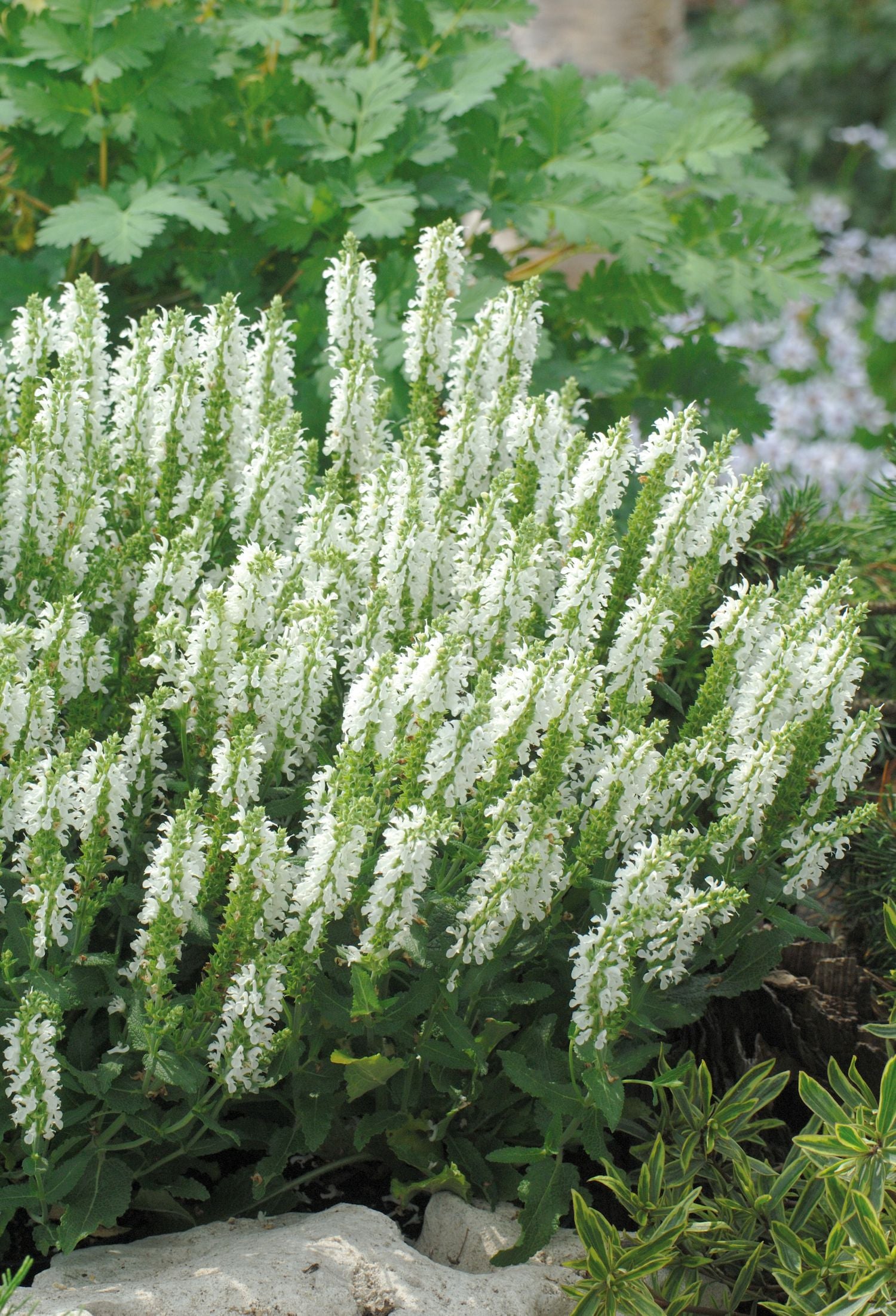 SALVIA nemorosa Lyrical™ 'White' (1 Gallon)