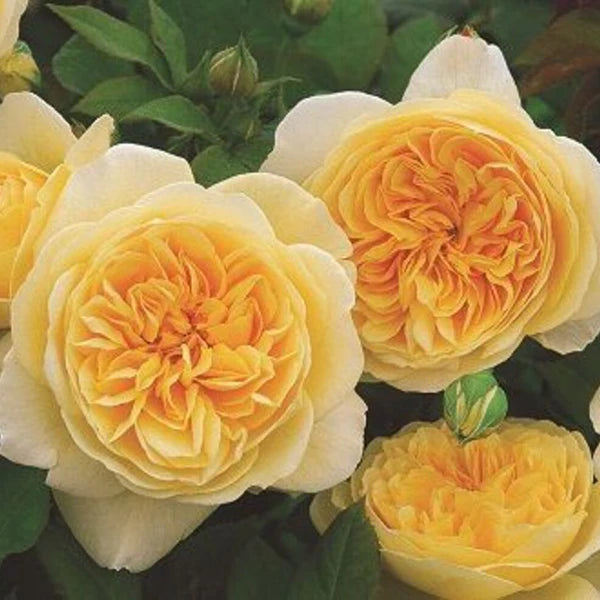Teasing Georgia® – Climbing English Rose (5 Gallon)