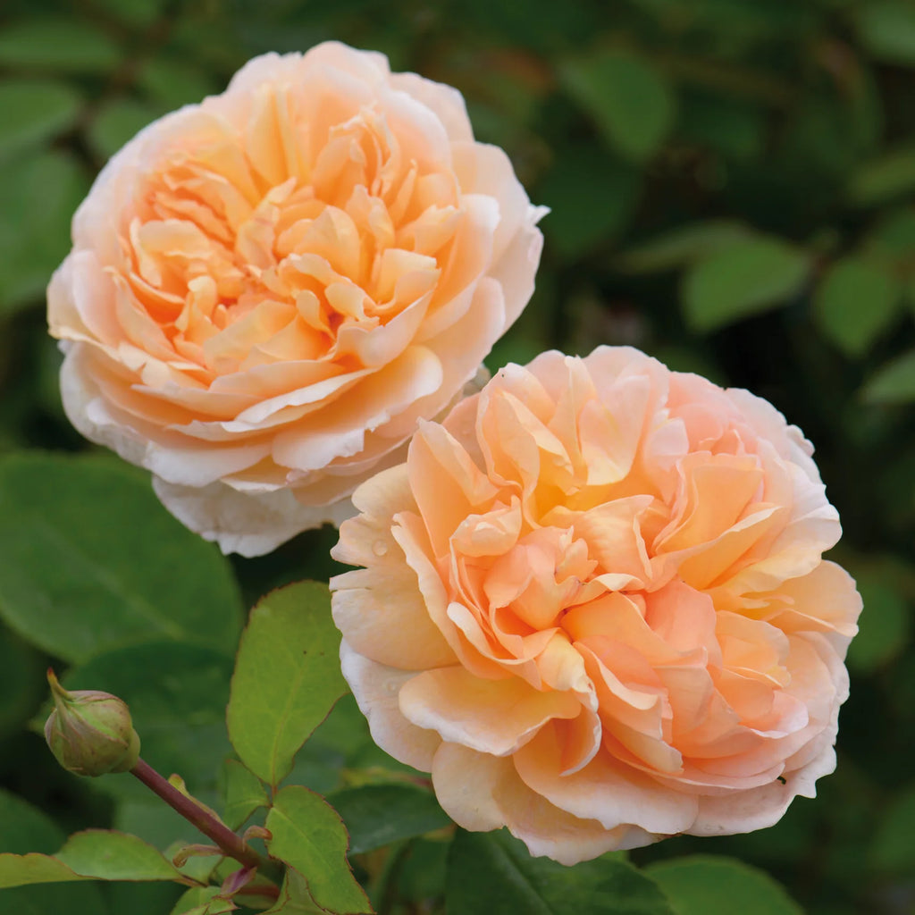 The Lady Gardener® English Rose (2 Gallon)