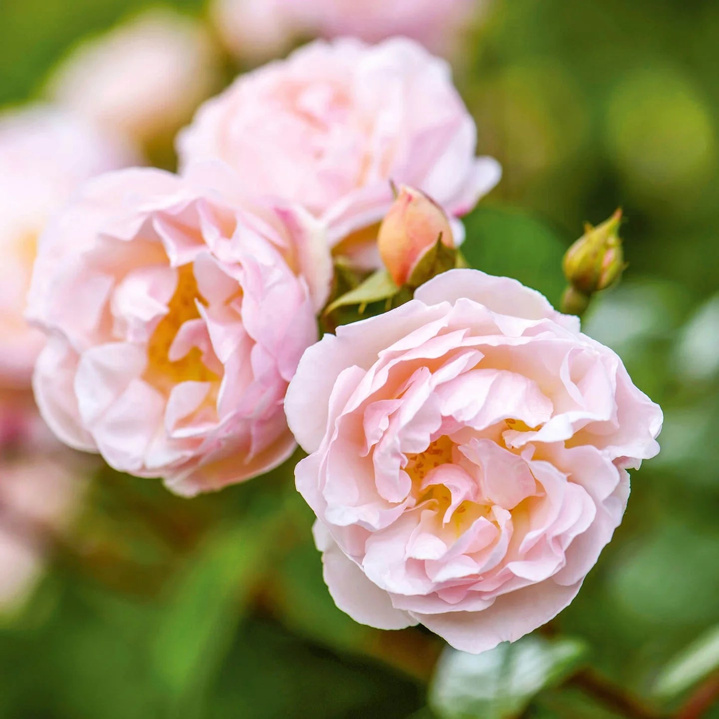 The Lady of the Lake® English Rose (2 Gallon)