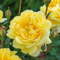 The Poet’s Wife English Rose (2 Gallon)