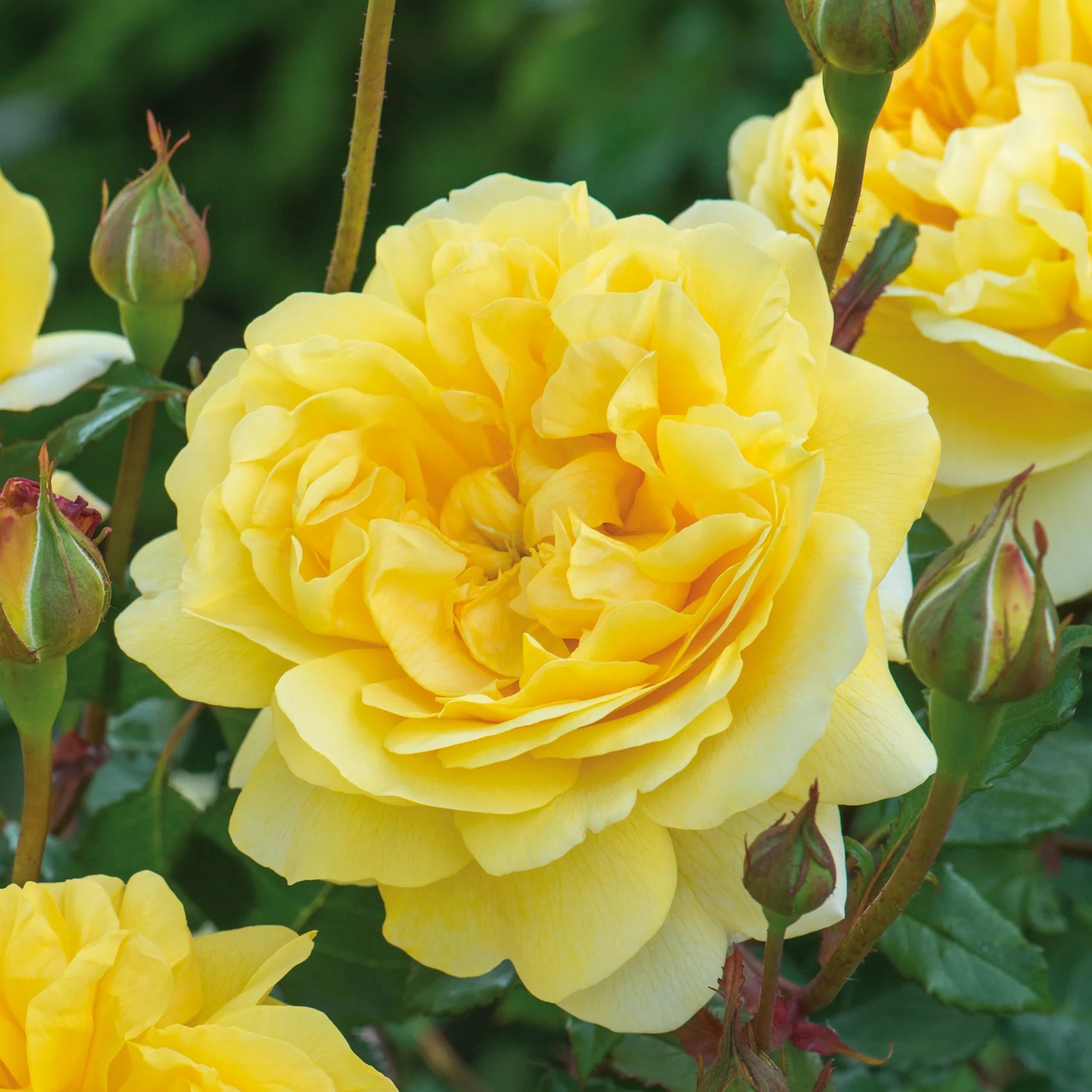 The Poet’s Wife English Rose (2 Gallon)