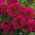 Thomas à Beckett® English Rose (2 Gallon)