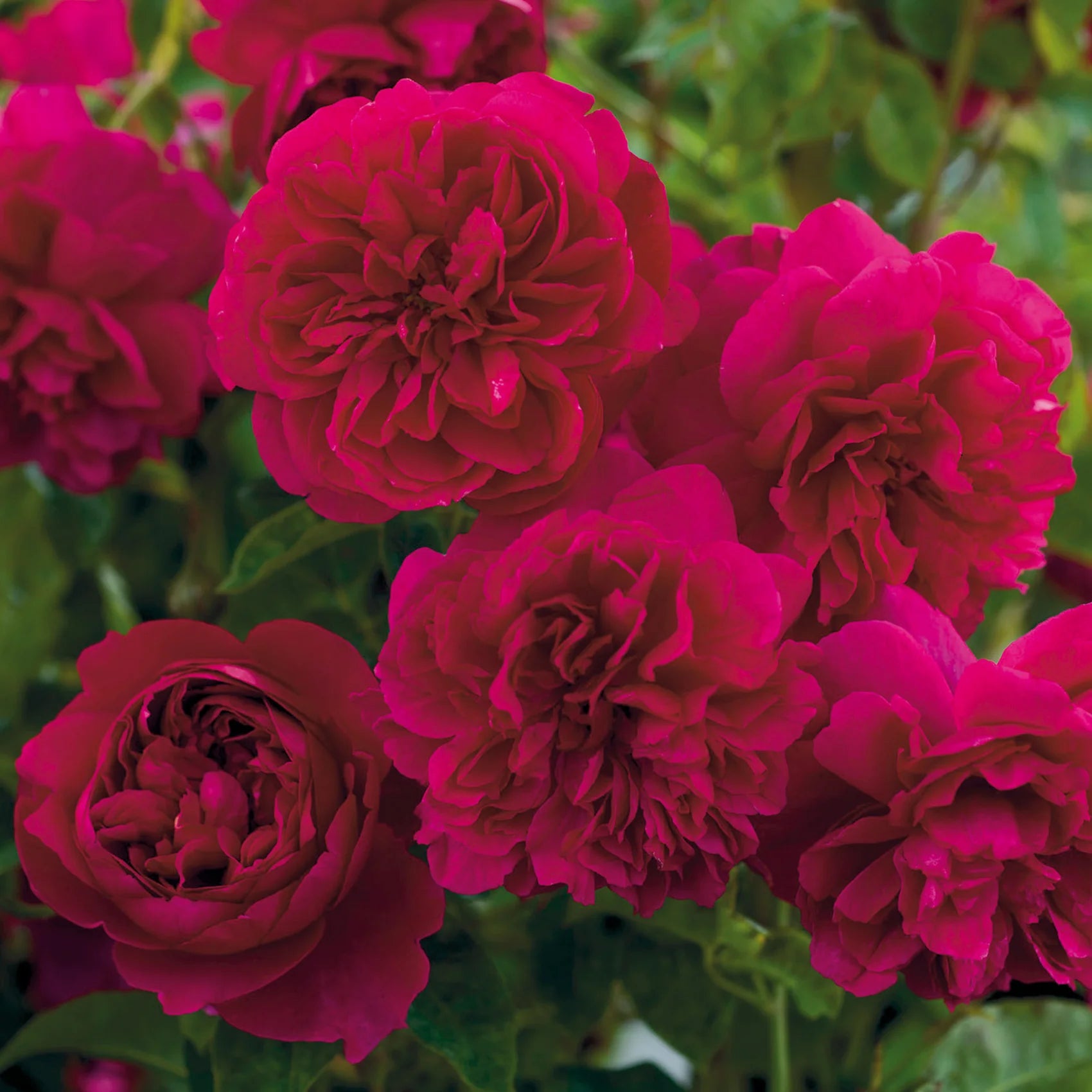 Thomas à Beckett® English Rose (2 Gallon)