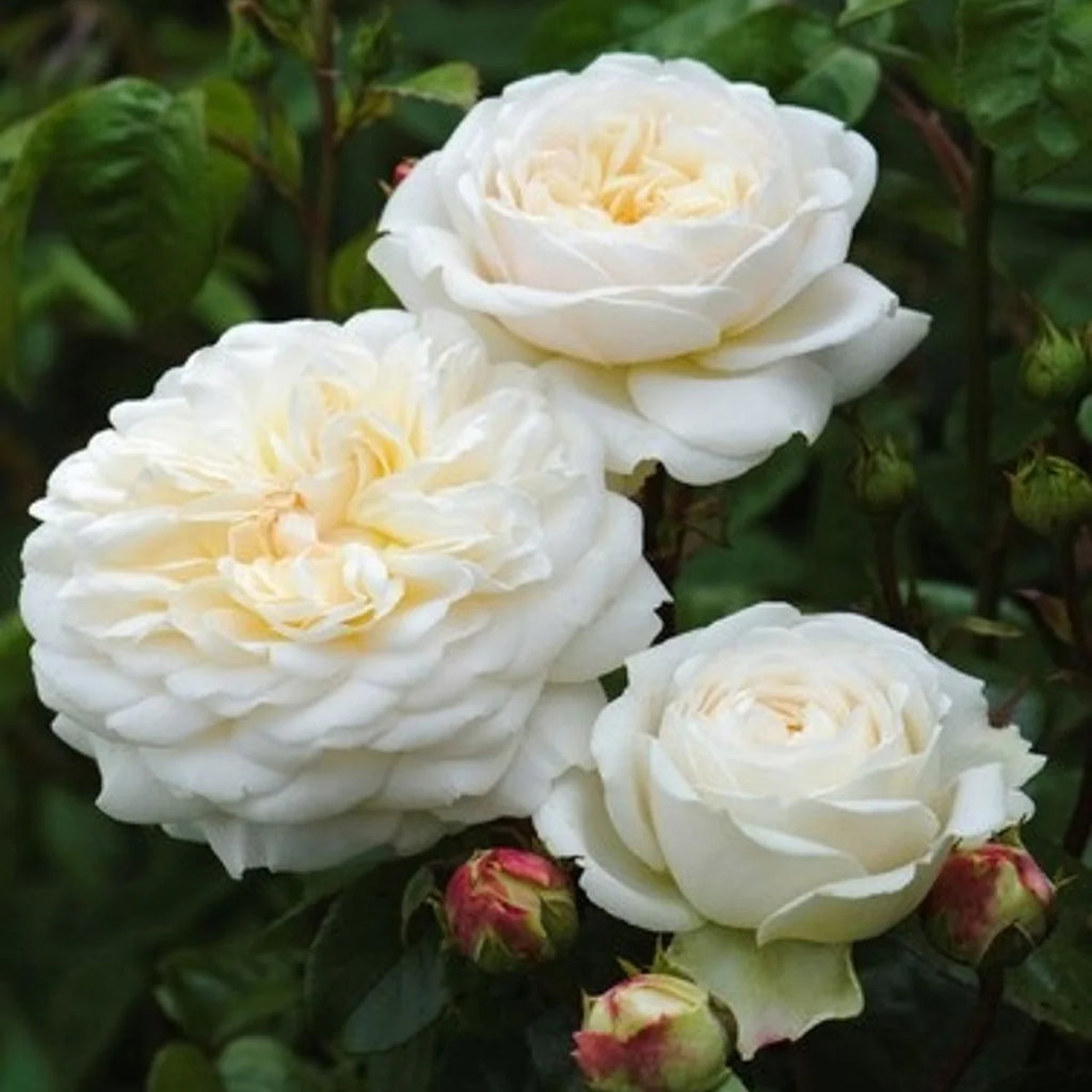 Tranquillity™ English Rose (5 Gallon)
