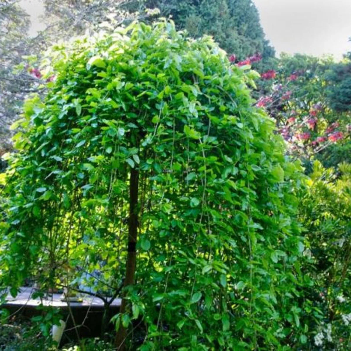 Mulberry Teas' Weeping Morus alba (fruiting) (5 Gallon)