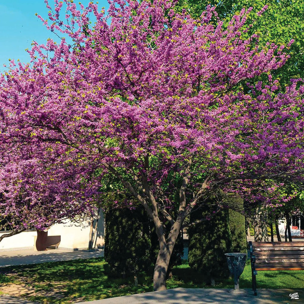 Cercis occidentalis 'Western Redbud' (5 Gallon)