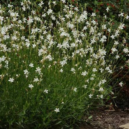 Gaura l. Belleza® ‘White’ (1 Gallon)