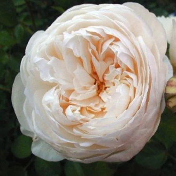 Windermere® English Rose (5 Gallon)