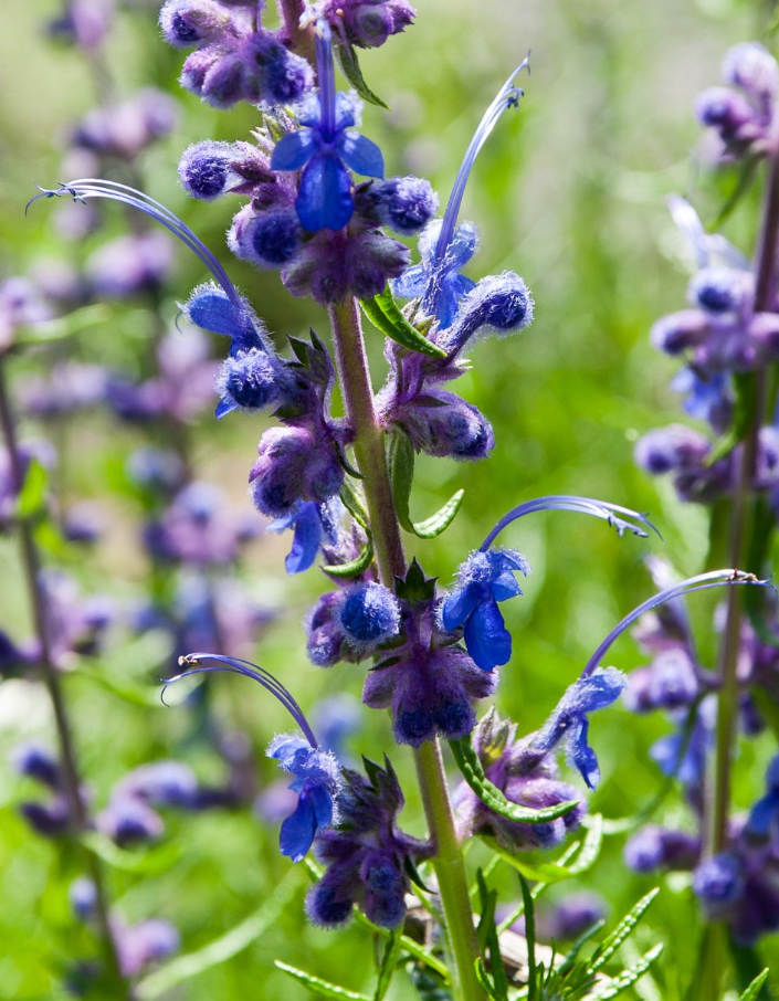 Trichostema lanatum - Woolly Blue Curls (1 Gallon)